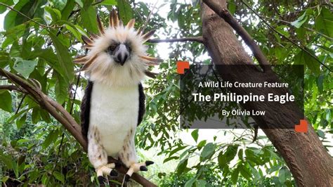 Philippine Eagle Foundation: Saving the Rarest Eagle .